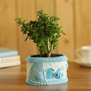 Jade Plant In Sea House Planter with pot white and blue with sea theme