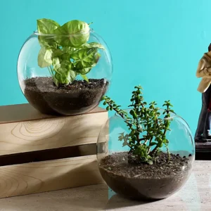 Jade & Syngonium Plant in Round Vase/Cystal Round Ball